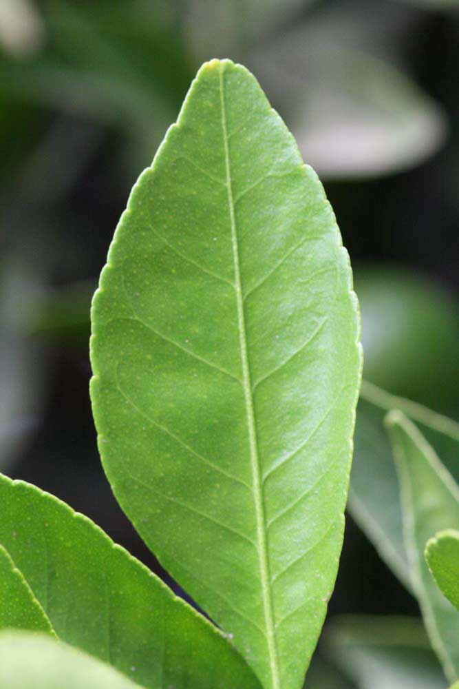              Margin (Riverside, CA)       